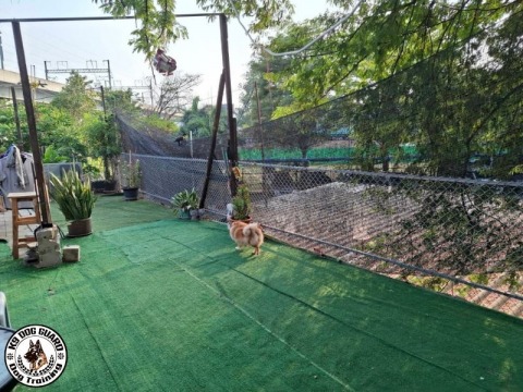 โรงเรียนฝึกสุนัขมืออาชีพ